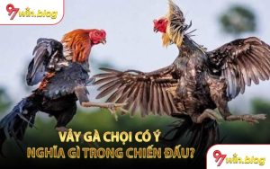 Vảy Gà Chọi Có Ý Nghĩa Gì Trong Chiến Đấu?