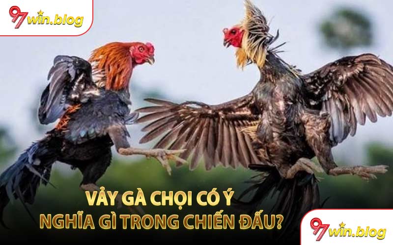 Vảy Gà Chọi Có Ý Nghĩa Gì Trong Chiến Đấu?